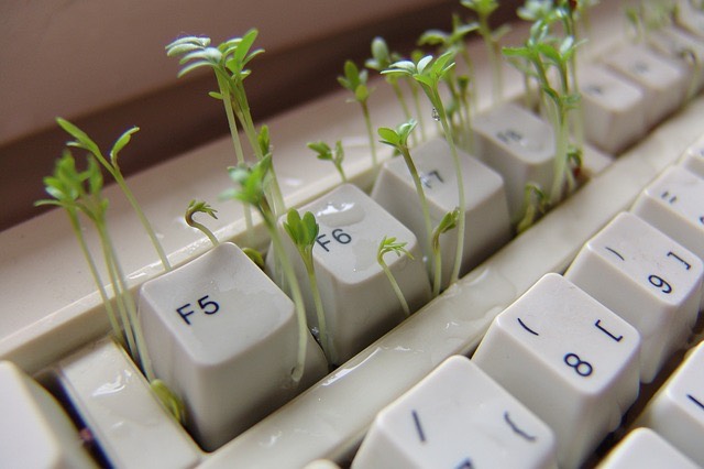 Billentyűzet növény számítógép