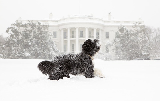 Fehér Ház Washington kutya