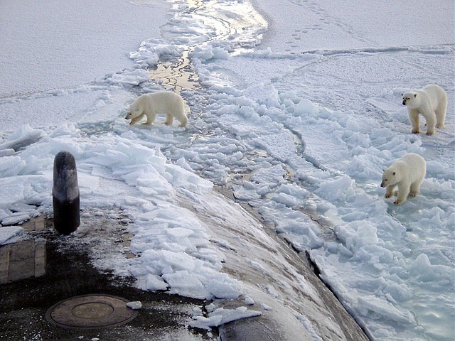 Északi sark jegesmedve tengeralattjáró